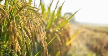 Agroalimentare, Ismea: superati sistema dei bandi per finanziamenti a condizioni di mercato