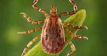 Allarme Altnv, il nuovo virus dalle zecche: cosa sapere