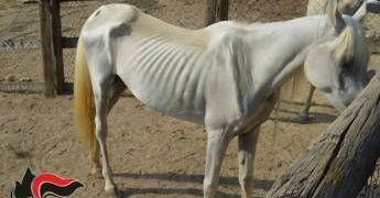 Asti, 12 cavalli denutriti salvati da allevamento e trasferiti nel varesotto