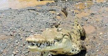 Brisbane 2032, ok al fiume dei coccodrilli: gare di canottaggio si faranno sul Fitzroy