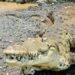 Brisbane 2032, ok al fiume dei coccodrilli: gare di canottaggio si faranno sul Fitzroy