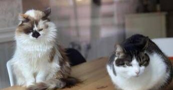 Da randagi a pattuglia anti-topi, famiglia di gatti diventa star in aeroporto cinese