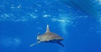 Dramma in Australia, si tuffa in mare e viene ucciso da uno squalo: chiuse tutte le spiagge