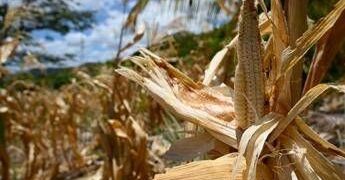 El Niño e l’allarme Ocse: “Al 95% sarà molto intenso, impatto su raccolti e prezzi alimentari”
