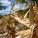 El Niño e l’allarme Ocse: “Al 95% sarà molto intenso, impatto su raccolti e prezzi alimentari”
