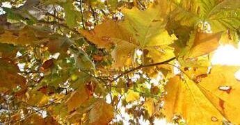Equinozio d’Autunno con calo delle temperature minime, piogge venerdì poi weekend di sole