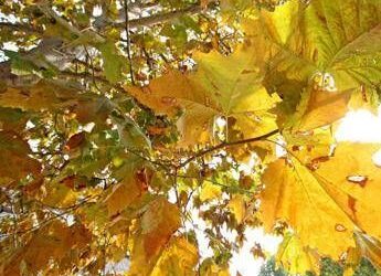 Equinozio d’Autunno con calo delle temperature minime, piogge venerdì poi weekend di sole