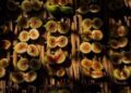 Food: tra agricoltura e cultura torna ‘Ficus in tabula’