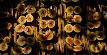 Food: tra agricoltura e cultura torna ‘Ficus in tabula’