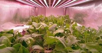 Il CNR scopre come aumentare la vitamina B9 con la luce negli ortaggi a foglia