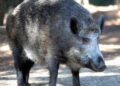 Il cinghiale attraversa la strada, scontro tra 3 auto e 4 feriti