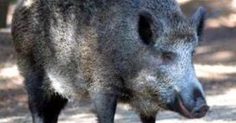 Il cinghiale attraversa la strada, scontro tra 3 auto e 4 feriti