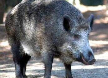 Il cinghiale attraversa la strada, scontro tra 3 auto e 4 feriti