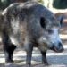 Il cinghiale attraversa la strada, scontro tra 3 auto e 4 feriti