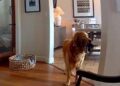 Il ladro entra in casa, il labrador fa festa e porta i giochi…