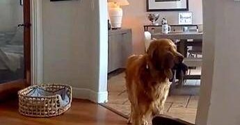 Il ladro entra in casa, il labrador fa festa e porta i giochi…