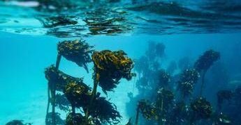 In Alaska un 15enne sopravvive due giorni in mare aggrappato a barca capovolta: morto il fratello