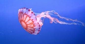 Medusa ortica, così provoca dolore e morte delle cellule: eparina protegge dal veleno