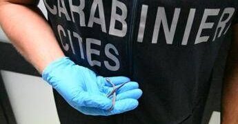 Palermo, fermento all’aeroporto: trovato piccolo serpente sul volo da Lampedusa