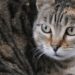 Scoperta nuova specie di felino selvatico, si trova in Bolivia: è il gatto Tilcayo