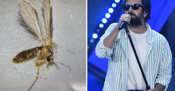 Toscana virus cos’è, Pregliasco: “Non sottovalutare, tra luglio e settembre picco pappataci”