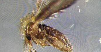 Tutto sui pappataci, vettori del Toscana virus. “Sempre più diffusi al Nord”