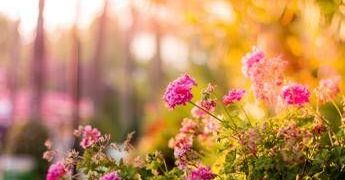 Una nonna cura un giardino per 20 anni, ma il Comune vuole smantellarlo