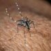 Usutu in Italia, un altro virus trasmesso dalle zanzare: i sintomi
