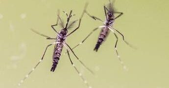 Zanzare e virus, cresce l’attenzione in Italia: 700 casi di West Nile e 312 di Dengue