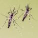 Zanzare e virus, cresce l’attenzione in Italia: 700 casi di West Nile e 312 di Dengue