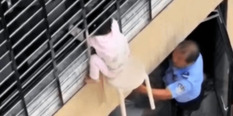 Bimba di 3 anni si sporge dalla finestra al 12esimo piano e resta sospesa nel vuoto: il miracoloso salvataggio – VIDEO