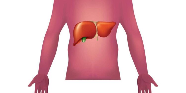 Malattie autoimmuni del fegato, nuova strategia con nanovettori in studio italiano