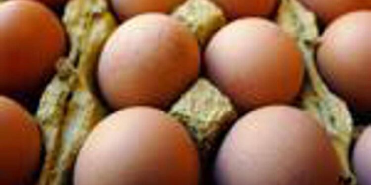 Richiamo uova biologiche per rischio Salmonella: lotti e scadenze