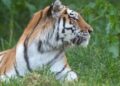 Scavalca il recinto e viene sbranato da una tigre allo zoo: tragedia nello Yorkshire
