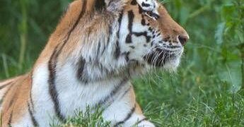 Scavalca il recinto e viene sbranato da una tigre allo zoo: tragedia nello Yorkshire
